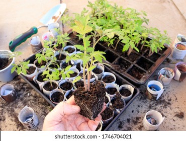 Tomato plants grown from seed. Young plants being transplanted into eco-friendly newspaper pots - Shutterstock ID 1746704021
