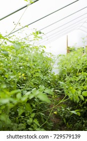 Tomato plants in hot house