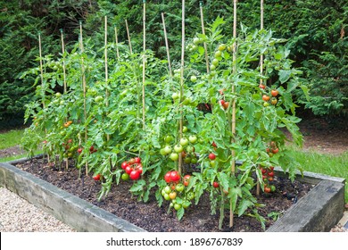 Tomato plants with ripe red tomatoes growing outdoors, outside, in a garden in England, UK - Shutterstock ID 1896767839
