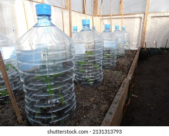 Tomato plants seen growing under large plastic bottles indoors under a plastic tunnel.
