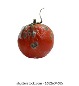 The tomato is red spoiled on a white background. Spoiled tomato. A tomato with mold. Rotten tomato. Mould on vegetables. A product that has been affected by mold. Copy space. Isolated.