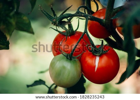 Similar – Bio Tomaten im Gewächshaus