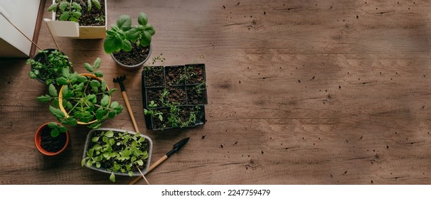 Tomato, salad and herb sprouts in flower pots and containers near tools on the wooden background with blank space for text. Horizontal panoramic banner. Kitchen garden on window sill. Selective focus.