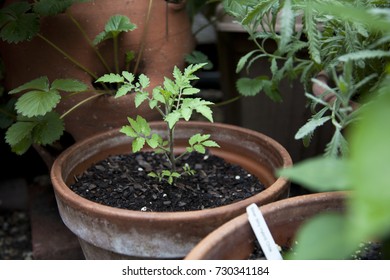 Tomato seedling in a garden pot