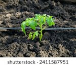 Tomato seedling in the ground next to the micro irrigation hose. Irrigation system in the vegetable garden