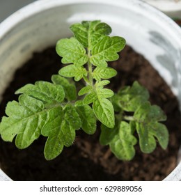 Tomato Seedling Grown For Vegetable Garden, Small Cherry Tomato Plant In Plastic Pot