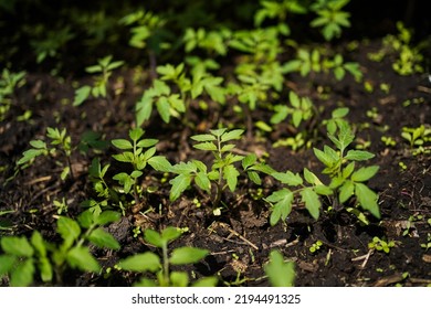 Tomato Seedlings Close-up In The Greenhouse. Growing Tomatoes At Home.