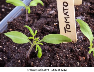 Tomato Seedlings In Container With Wooden Name Tag. Close Up. Started Indoors. 