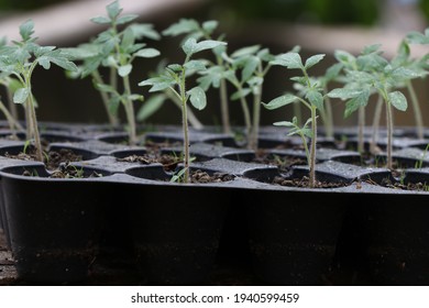 Tomato Seedlings Germinate In Tray. Germination Tray Or Nursery Tray With Fresh Tomato Plant