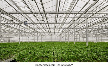 Tomato seedlings grow in a large indoor greenhouse. Large-scale cultivation of agricultural crops. - Powered by Shutterstock