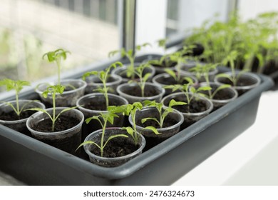 Tomato seedlings growing in a plastic multitray on a sunny windowsill. For a gardener it is the biggest challange to grow vegetables from seeds. - Powered by Shutterstock