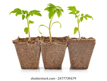 Tomato seedlings in organic pots. Home gardening vegetables plants. Natural farming and agriculture. Healthy lifestyle. Isolated on white background. - Powered by Shutterstock