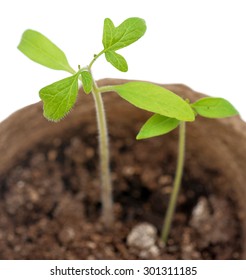 Tomato seedlings in a pot of peat on a white background