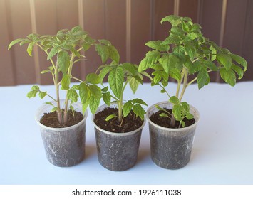 Tomato Seedlings In Seedling Tray