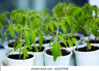Tomato seedlings in white plastic cups on the window in the greenhouse. Young green plants. The theme of spring and agriculture