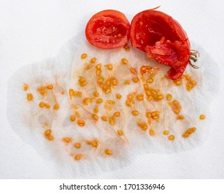 Tomato Seeds Collected On An Absorbent Paper Towel To Dry, Seed Saving. Home Garden Seed Collection For Propagation.