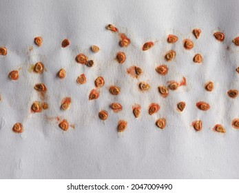 Tomato Seeds Saved From A Ripe Fruit