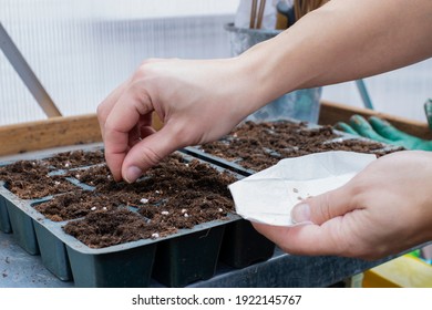 Tomato Seeds Sowing In Greenhouse