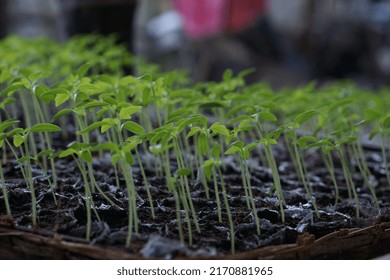 Tomato Seeds That Are Still More Than 1 Month Old