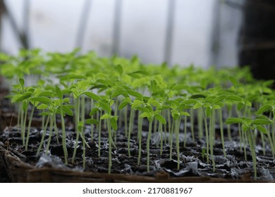 Tomato Seeds That Are Still More Than 1 Month Old