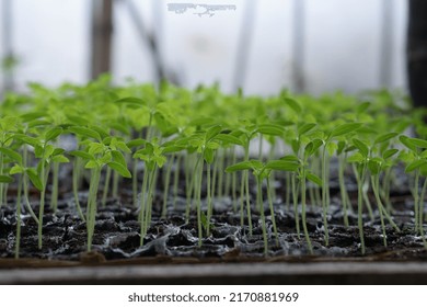 Tomato Seeds That Are Still More Than 1 Month Old