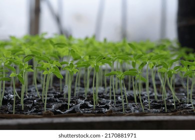 Tomato Seeds That Are Still More Than 1 Month Old