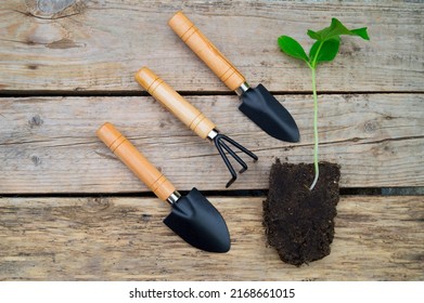 Tomato Sprout Soil Tools Planting Seedlings Stock Photo 2168661015 ...