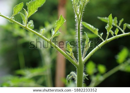 Tomato suckers. The growths that appear in the junction between the stem and a branch. Growth that appears at the junction between the stem and branches of the tomato plant