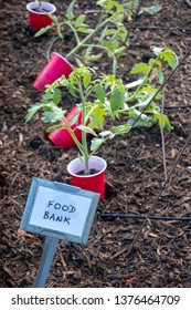 Tomato Transplants Ready For Planting In A Community Garden Bed Designated For The Local Food Bank.