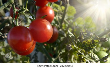 Tomato Tree