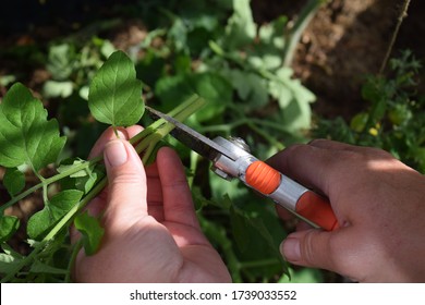 Tomato Vegtable Cut Hand Gardner 