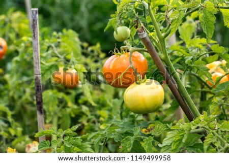 Tomato will sing on a branch