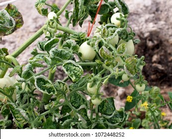 Tomato Yellow Leaf Curl Disease.