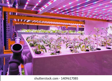 Tomato Young Plants Grow In Aquaponics System Combining Fish Aquaculture With Hydroponics, Cultivating Plants In Water Under Artificial Lighting