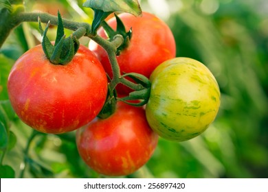 Tomatoes