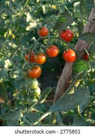 tomatoes