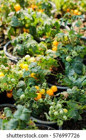 Tomatoes