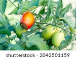 tomatoes affected by Vertex Rot or anthracnose tomato, on a bush close-up. Vegetables are rotting in the garden. Crop loss. Problems of agriculture, tomato disease.