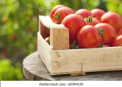  Tomatoes In A Box