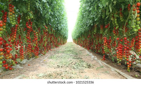 Tomatoes & Cherry tomatoes