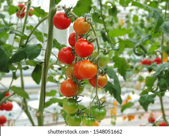 Tomatoes Of Different Colors By The Process Of Ripening In Indoor Farm/vertical Farm. Vertical Farming Is Sustainable Agriculture For Future Food.