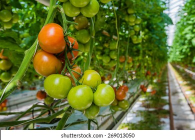 Tomatoes In Different Colors And Stages Of Growth Growing On Substrate At Tied Plants In A Large Specialized Dutch Greenhouse Horticulture Company.