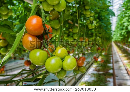Tomatoes in different colors and stages of growth growing on substrate at tied plants in a large specialized Dutch greenhouse horticulture company.