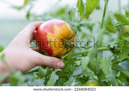 Tomatoes do not turn red at the peduncle, unripe areas of the tomato on top, problems of the garden, uneven degree of maturity of tomatoes in the greenhouse.