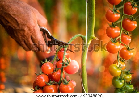 Tomatoes in the garden are cut with scossors in man hand before colections for sales. Vegetable garden with plants of red tomatoes. 