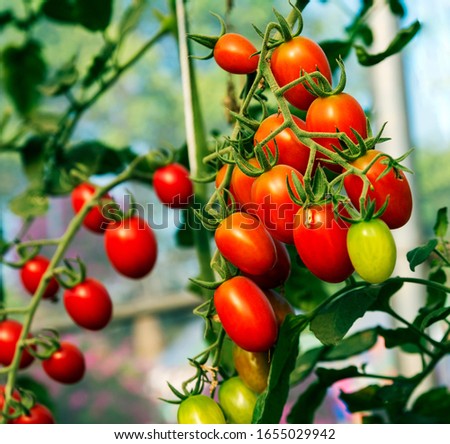 Similar – Tomaten, die auf Reben im Gewächshaus wachsen.