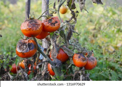 Tomatoes get sick by late blight. Phytophthora infestans. - Shutterstock ID 1316970629