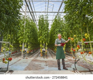 Tomatoes in a Greenhouse