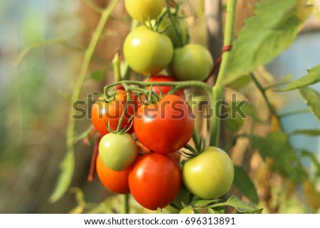 Similar – Tomatoes Growing On Vine In Greenhouse