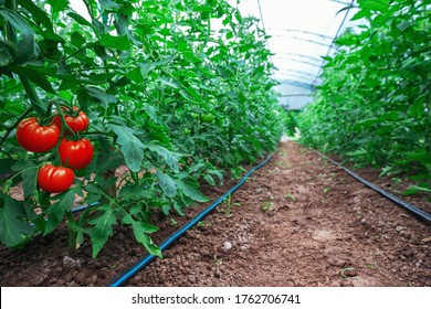 Tomatoes in a Greenhouse. Horticulture. Vegetables. 